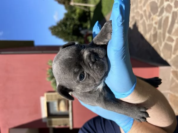 Bellissimo cucciolo di Bulldog Francese Blu | Foto 2