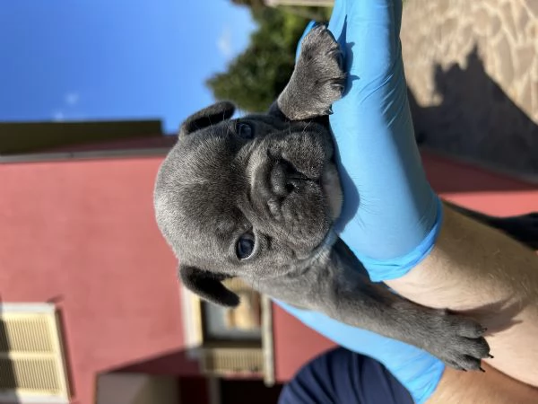 Bellissimo cucciolo di Bulldog Francese Blu | Foto 1