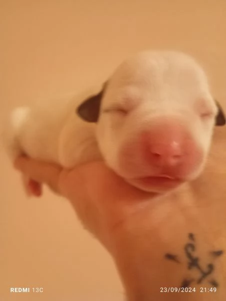 Cuccioli di Pitbull 