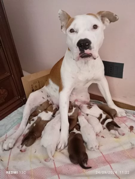 Cuccioli di Pitbull  | Foto 0