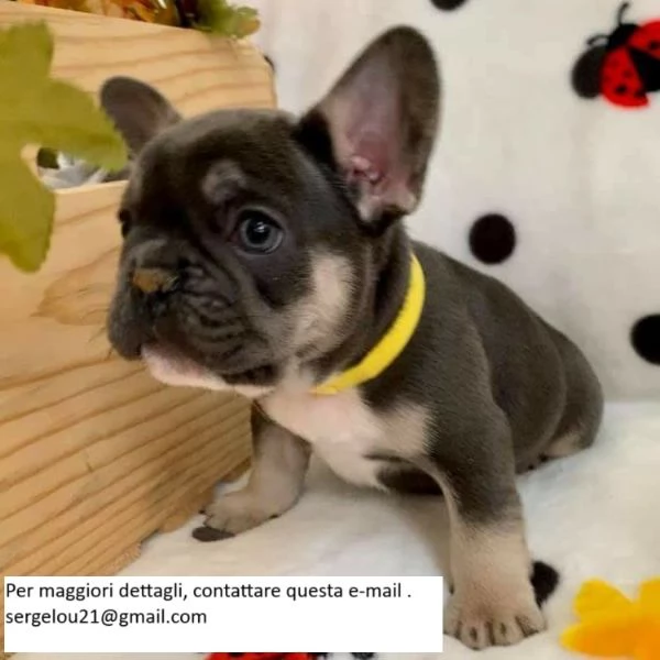 Due bellissimi cuccioli di Bulldog francese