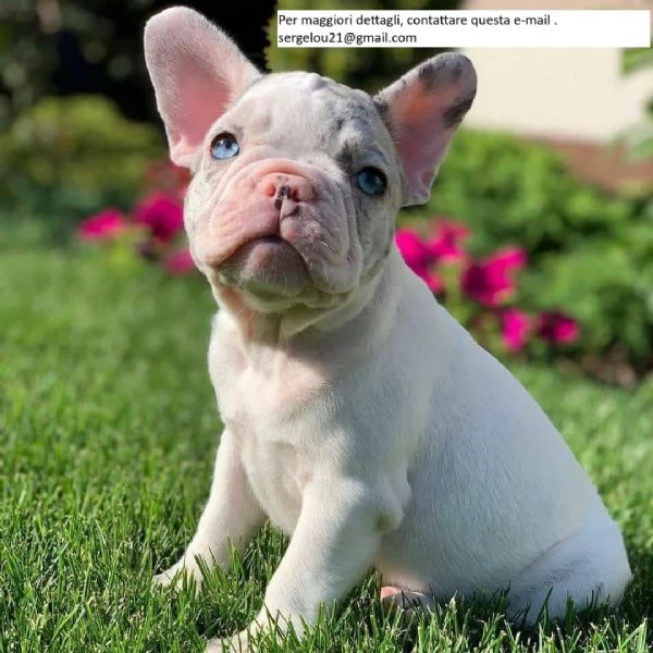 Adorabili bulldog francesi