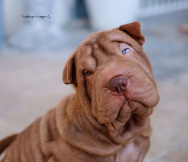 sharpei cuccioli 