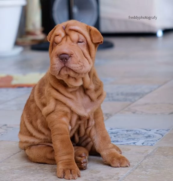 sharpei cuccioli  | Foto 3