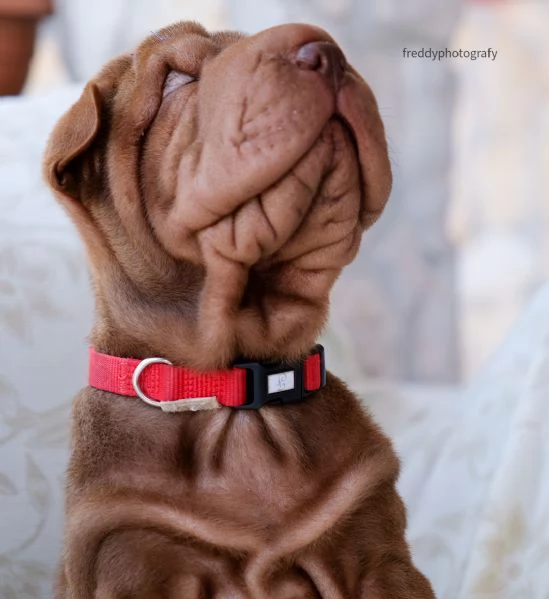 sharpei cuccioli  | Foto 1