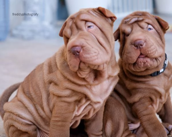 sharpei cuccioli  | Foto 0