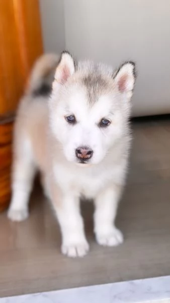 Siberian Husky  | Foto 3