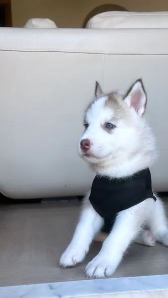 Siberian Husky  | Foto 2