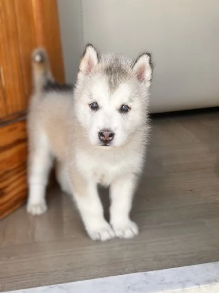 Siberian Husky  | Foto 1