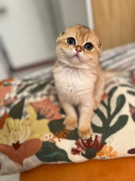 Scottish fold | Foto 4