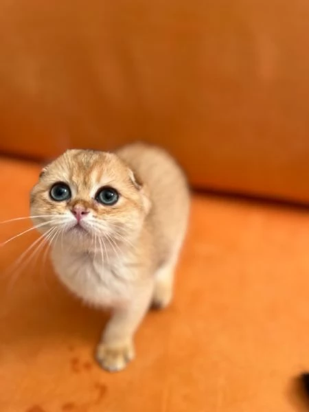 Scottish fold | Foto 1