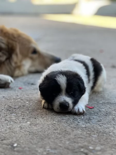 Cuccioli di cane pastore