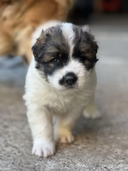 Cuccioli di cane pastore | Foto 1