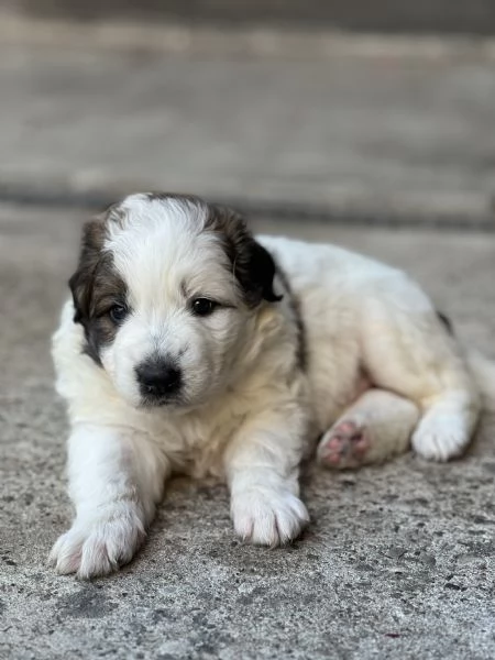 Cuccioli di cane pastore | Foto 0