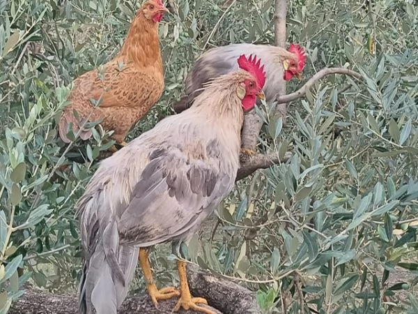 Gallo grigio perla