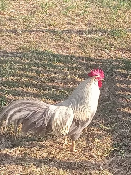 Gallo grigio perla | Foto 0