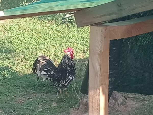 Gallo bianco e nero