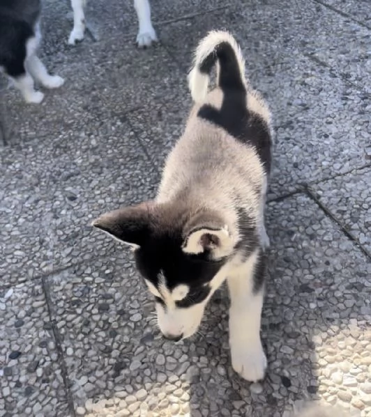 cuccioli di husky 2 mesi  occhi azzurri visibili i genitori