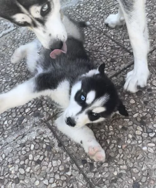 cuccioli di husky 2 mesi  occhi azzurri visibili i genitori | Foto 1