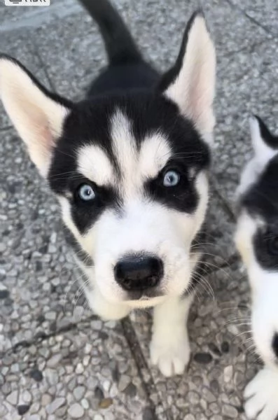 cuccioli di husky 2 mesi  occhi azzurri visibili i genitori | Foto 0