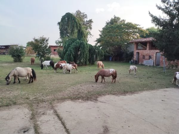 Pony falabella e miniature horses  | Foto 1