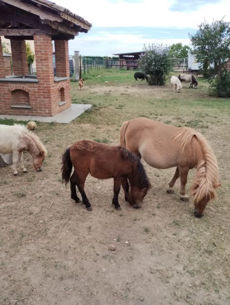 Pony falabella e miniature horses  | Foto 0