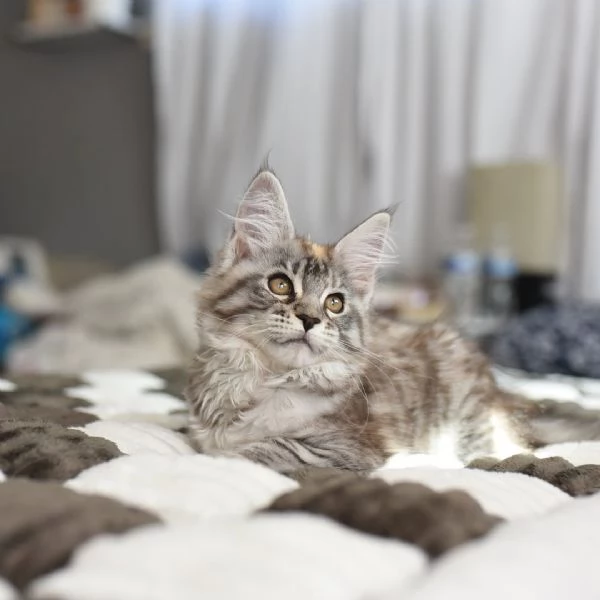 Maine Coon cuccioli | Foto 0