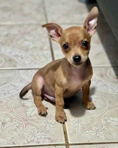 Sono nati dei bellissimi cuccioli di pinscher nano