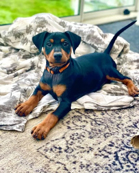 Some beautiful miniature pinscher puppies were born