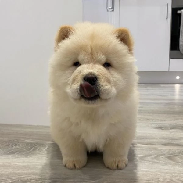 Sono nati alcuni bellissimi cuccioli di chow chow