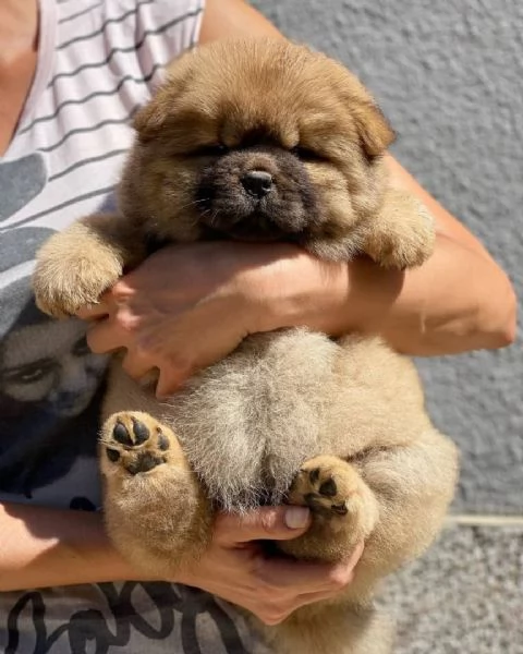 Sono nati alcuni bellissimi cuccioli di chow chow | Foto 0