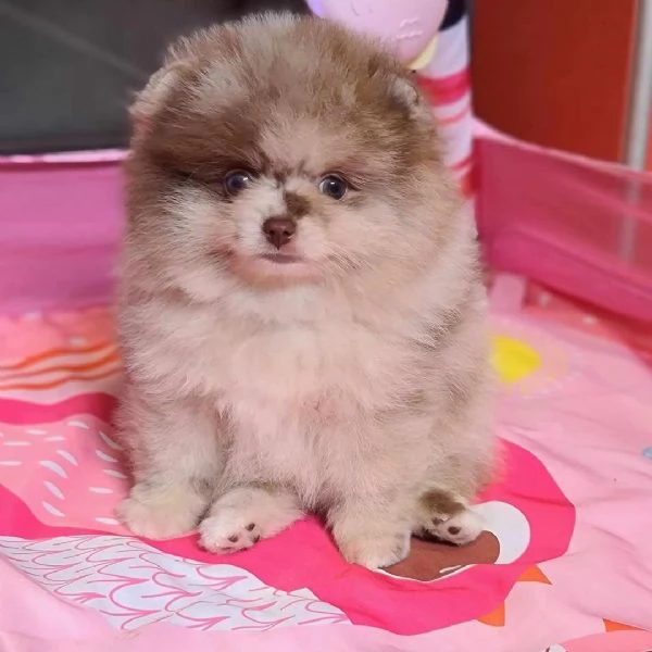 Sono nati alcuni bellissimi cuccioli di Pomerania | Foto 0