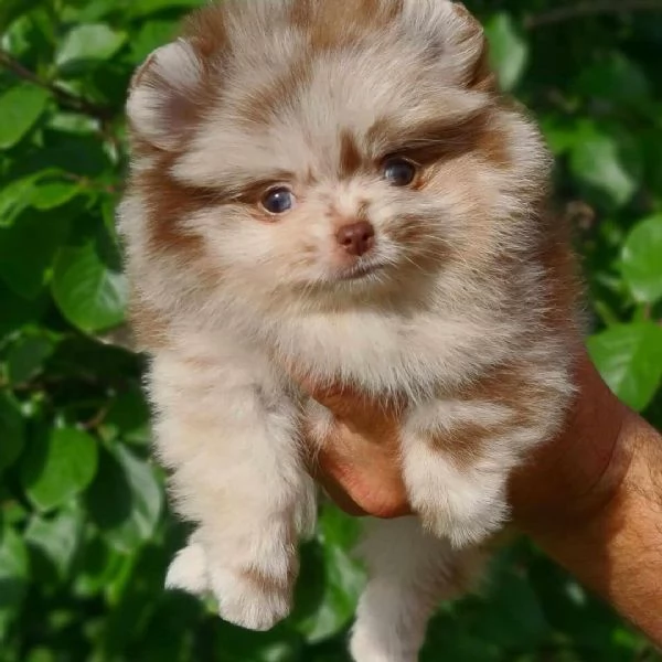 Sono nati alcuni bellissimi cuccioli di Pomerania