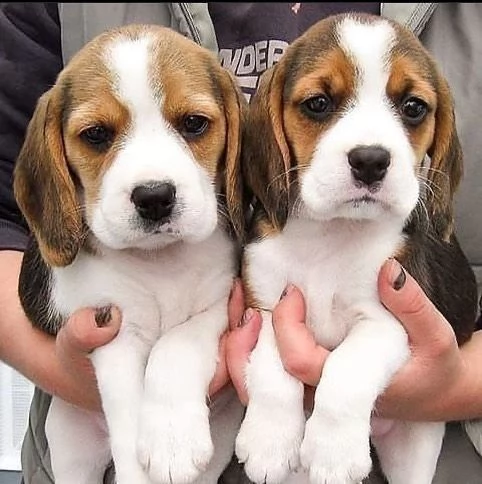 Sono nati alcuni bellissimi cuccioli di beagle