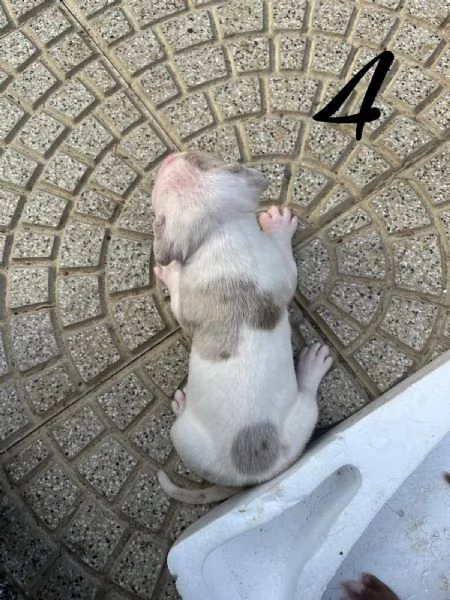 Cuccioli AmericanbullyXL  | Foto 3