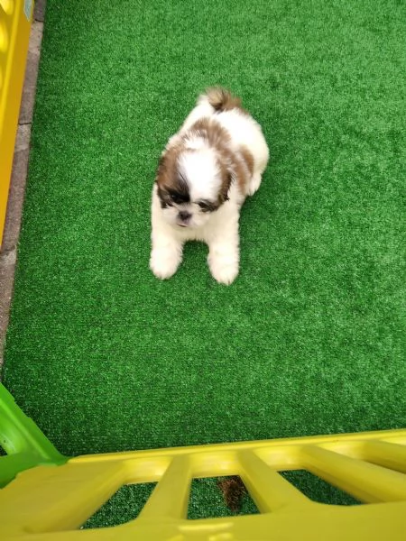 Meravigliosi shih tzu