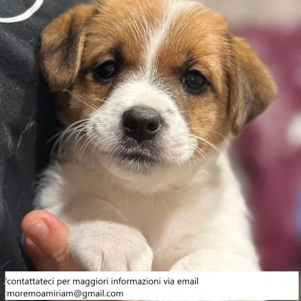  Cuccioli di Jack Russell in adozione