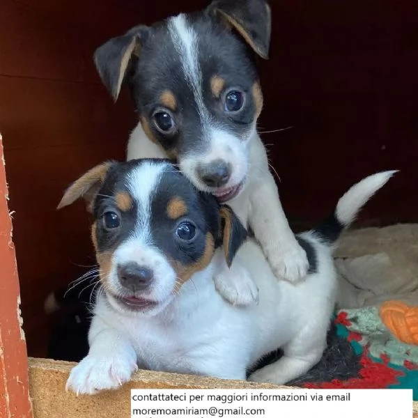 Cuccioli di Jack Russell registrati in adozione