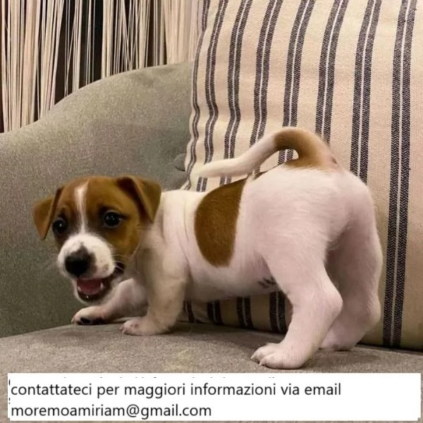 Cuccioli di Jack Russell in adozione