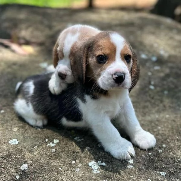 CUCCIOLI DI BEAGLE 