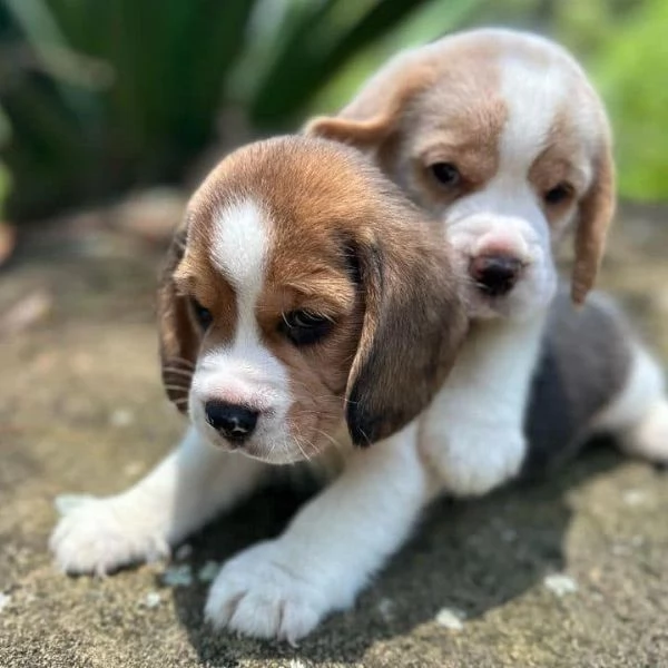 CUCCIOLI DI BEAGLE  | Foto 0