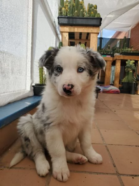 Border collie for sale  | Foto 0