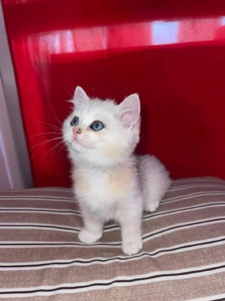 British Shorthair gattino | Foto 3