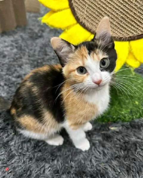 gatti calico