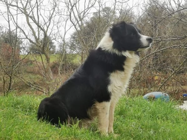 2 cucciole femmina di border collie blue merle e bianco nero  originali  | Foto 3