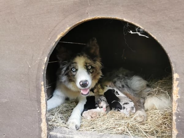 2 cucciole femmina di border collie blue merle e bianco nero  originali  | Foto 2