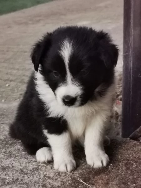 2 cucciole femmina di border collie blue merle e bianco nero  originali  | Foto 1