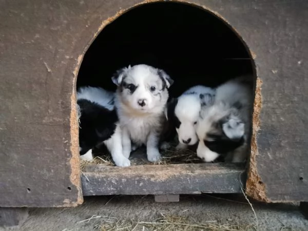 2 cucciole femmina di border collie blue merle e bianco nero  originali  | Foto 0