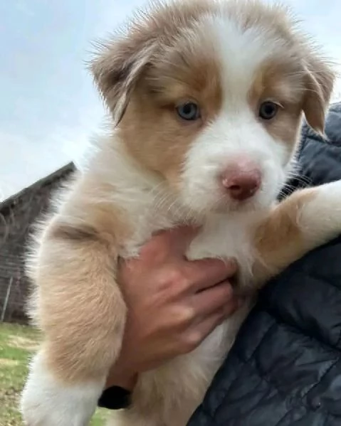 Australian shepherd for sale  | Foto 1