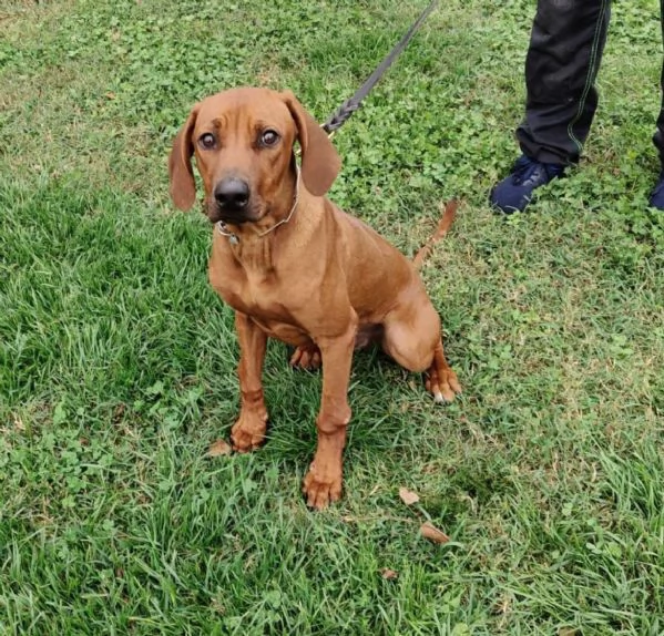 Rhodesian Ridgeback  Cucciolo 7 mesi maschio  | Foto 2